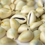 Cowry Shell – Exfoliates & Brightens Bahrain Mega Deals Best Online Shopping Deals and Discounts in Bahrain, GCC 4