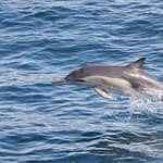 Dolphins Watching – Sightseeing and Tours Bahrain Mega Deals Best Online Shopping Deals and Discounts in Bahrain, GCC 3