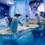 Dubai Aquarium & Underwater Zoo – All Access Pass – Experiences Bahrain Mega Deals Best Online Shopping Deals and Discounts in Bahrain, GCC 3