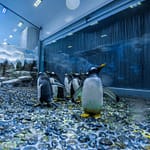 Dubai Aquarium & Underwater Zoo – Penguin Encounter – Experiences Bahrain Mega Deals Best Online Shopping Deals and Discounts in Bahrain, GCC 3