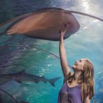 Dubai Aquarium & Underwater Zoo – Ray Encounter – Experiences Bahrain Mega Deals Best Online Shopping Deals and Discounts in Bahrain, GCC 3