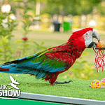 Exotic Bird Show – Dubai Dolphinarium – Dubai Dolphinarium Bahrain Mega Deals Best Online Shopping Deals and Discounts in Bahrain, GCC 3