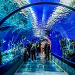 Istanbul Aquarium Ticket & Shuttle – Experiences Bahrain Mega Deals Best Online Shopping Deals and Discounts in Bahrain, GCC 3