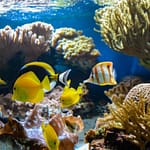 SEA LIFE London Aquarium – Entry Ticket – Top-Rated Attractions Bahrain Mega Deals Best Online Shopping Deals and Discounts in Bahrain, GCC 3