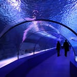 SEA LIFE London Aquarium – Same day Ticket – Top-Rated Attractions Bahrain Mega Deals Best Online Shopping Deals and Discounts in Bahrain, GCC 3