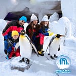 Ski Dubai: Snow Premium with Penguin Encounter – Attractions Special Offers Bahrain Mega Deals Best Online Shopping Deals and Discounts in Bahrain, GCC 3