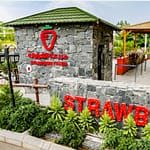 Strawberry Farm – Top-Rated Attractions Bahrain Mega Deals Best Online Shopping Deals and Discounts in Bahrain, GCC 3