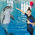 Swimming With Dolphins – Dubai Dolphinarium – Dubai Dolphinarium Bahrain Mega Deals Best Online Shopping Deals and Discounts in Bahrain, GCC 3