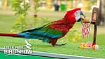 Exotic Bird Show – Dubai Dolphinarium – Dubai Dolphinarium Bahrain Mega Deals Best Online Shopping Deals and Discounts in Bahrain, GCC 4