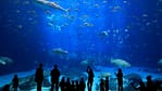 Istanbul Aquarium Ticket & Shuttle – Experiences Bahrain Mega Deals Best Online Shopping Deals and Discounts in Bahrain, GCC 4