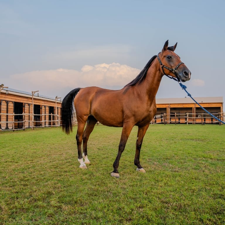 Horse Riding at Al Marmoom Oasis With Transfer – Desert safaris Bahrain Mega Deals Best Online Shopping Deals and Discounts in Bahrain, GCC