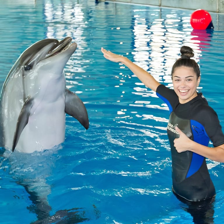 Swimming With Dolphins – Dubai Dolphinarium – Dubai Dolphinarium Bahrain Mega Deals Best Online Shopping Deals and Discounts in Bahrain, GCC